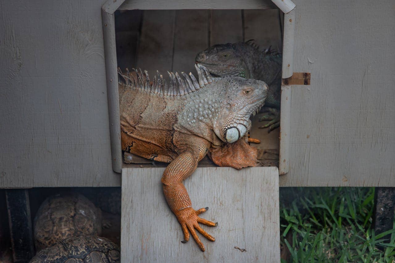Property assessment for iguana damage