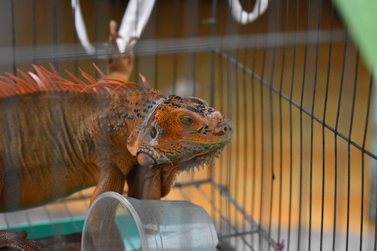 Gray iguana close up