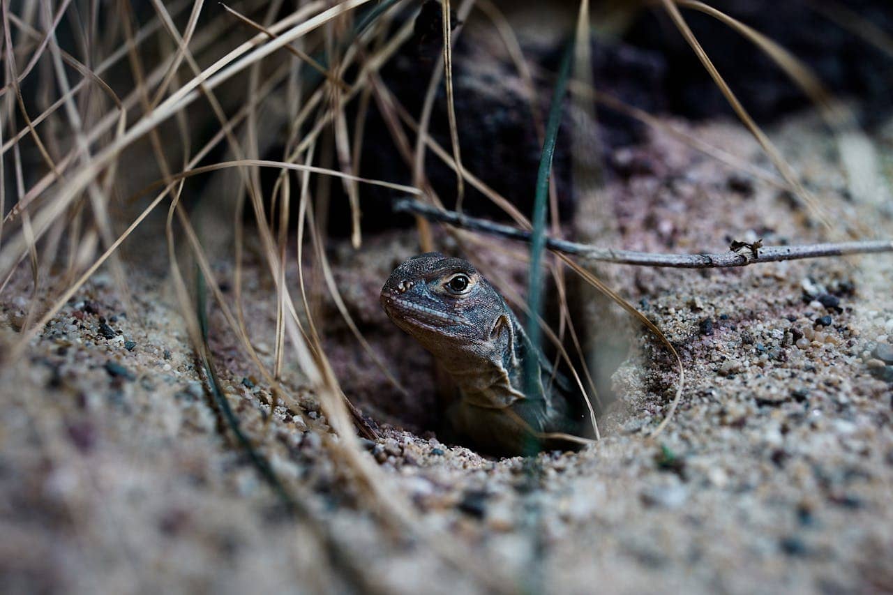 Iguana burrow damage assessment