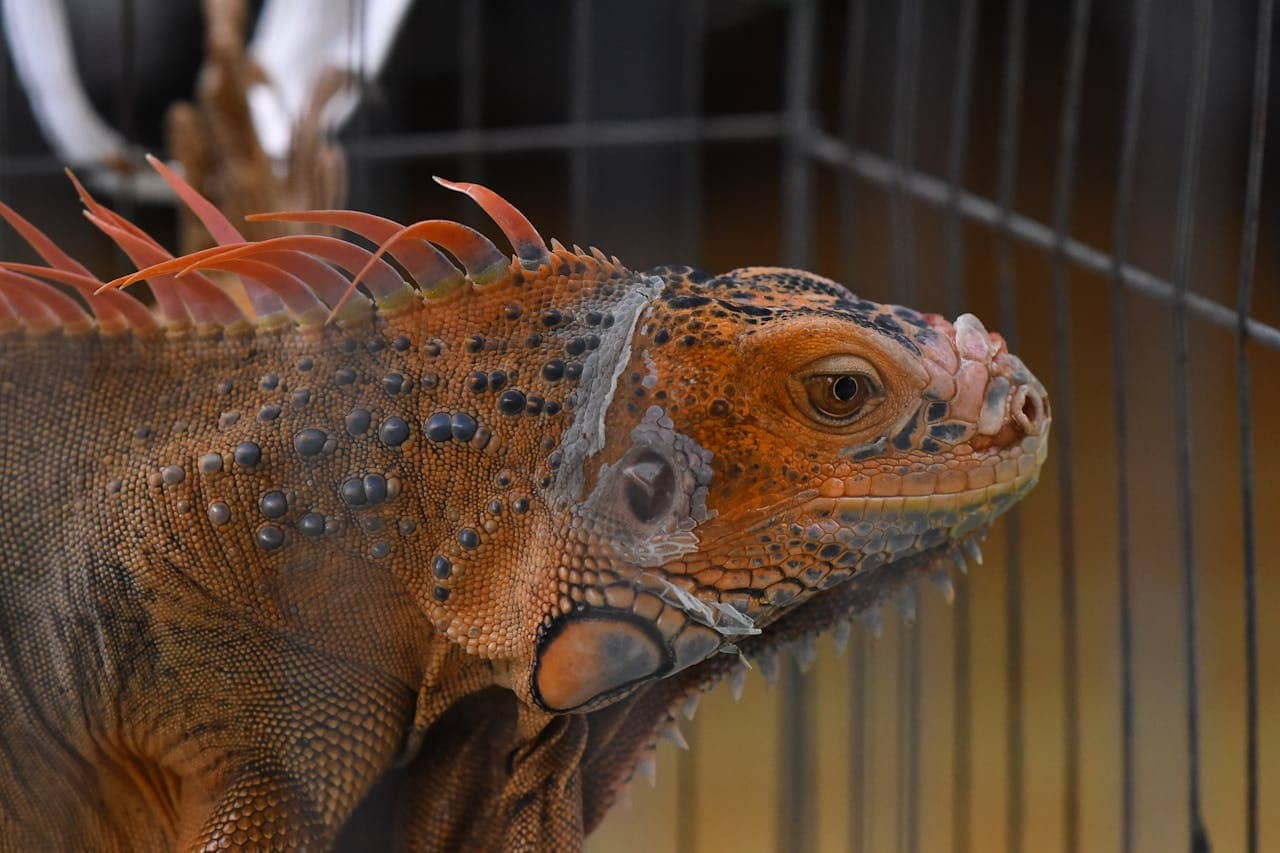 Iguana close up