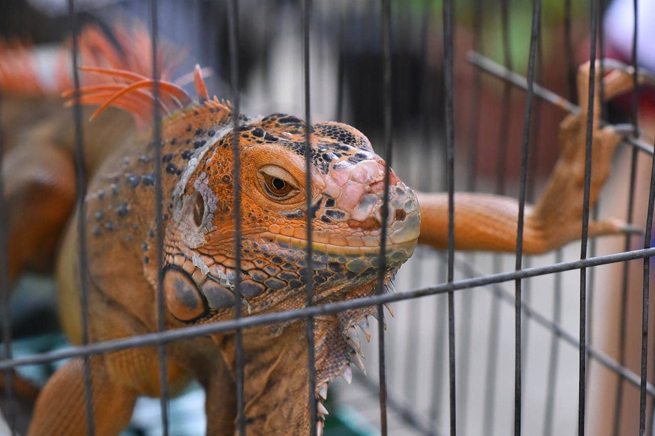 Close up of an iguana eye