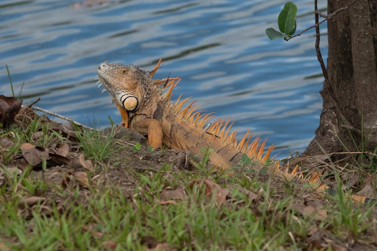 Green iguana in tropical landscaping