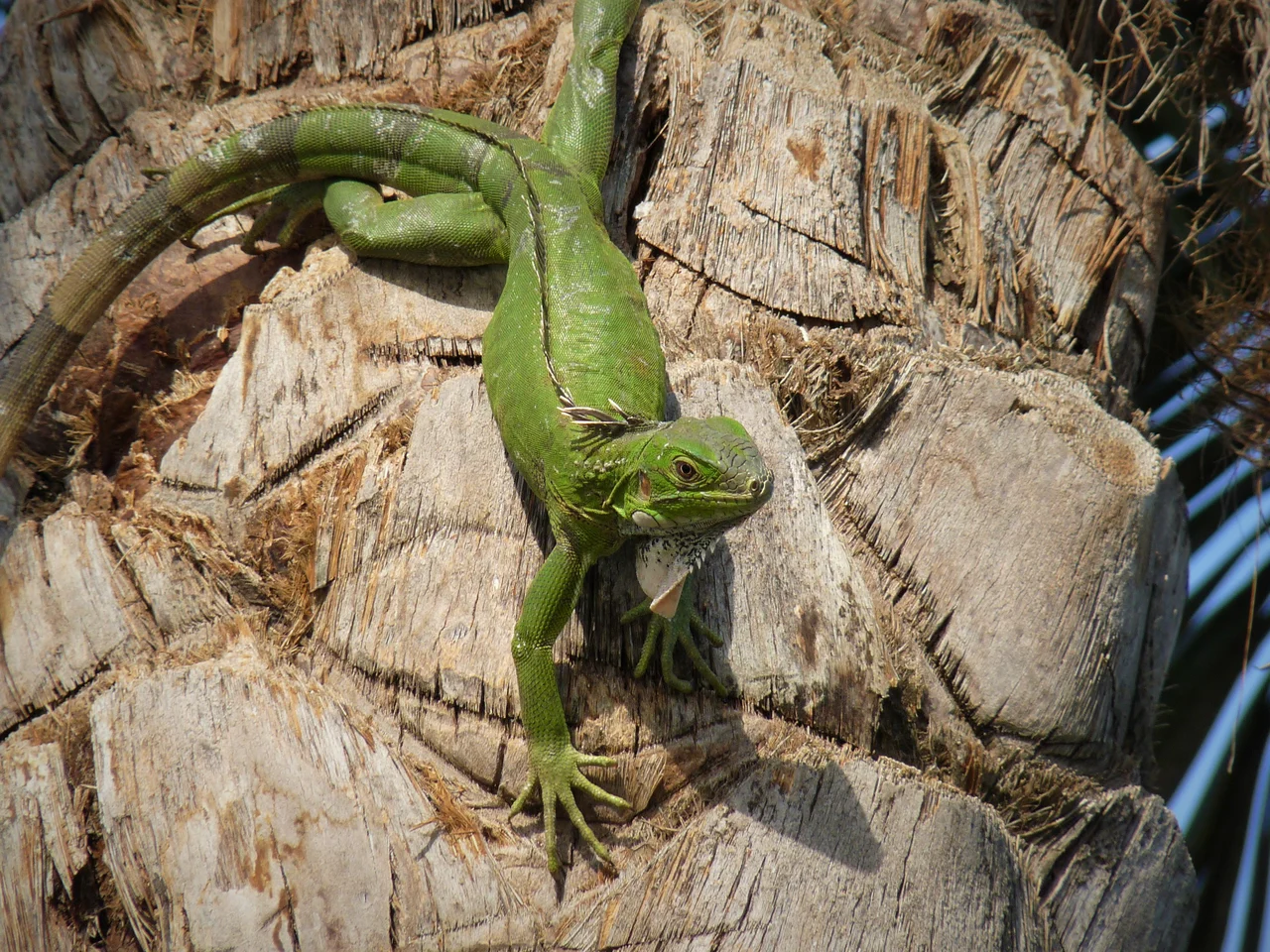 Green iguana near garden leaves