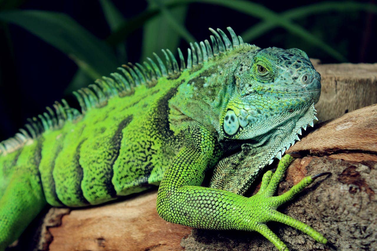 Green iguana prevention service