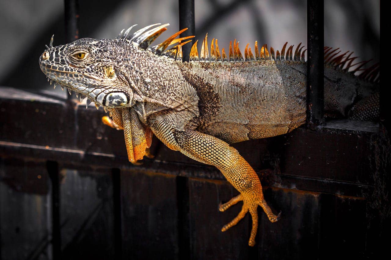 Iguana laying on sand