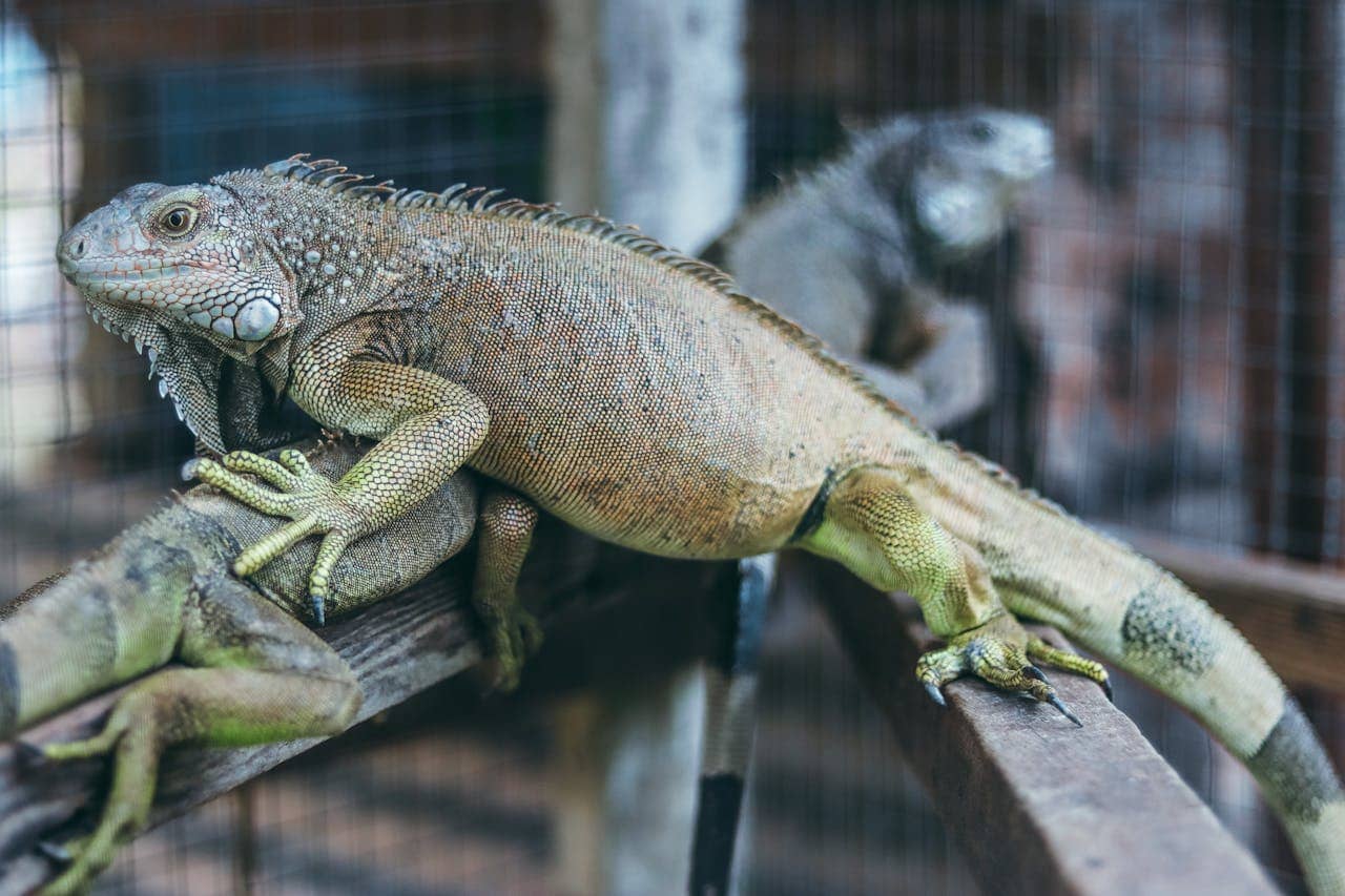 Habitat modification for iguana control