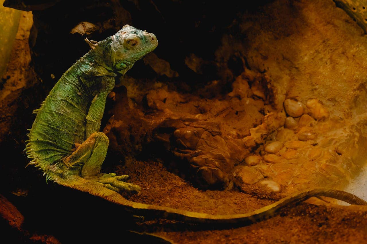 Green iguana
