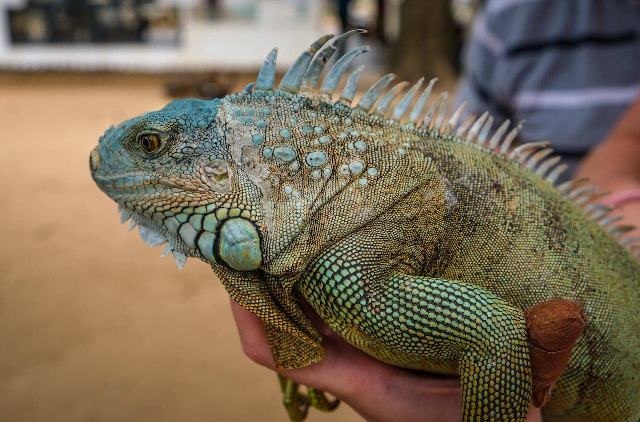 Green iguana in leaves