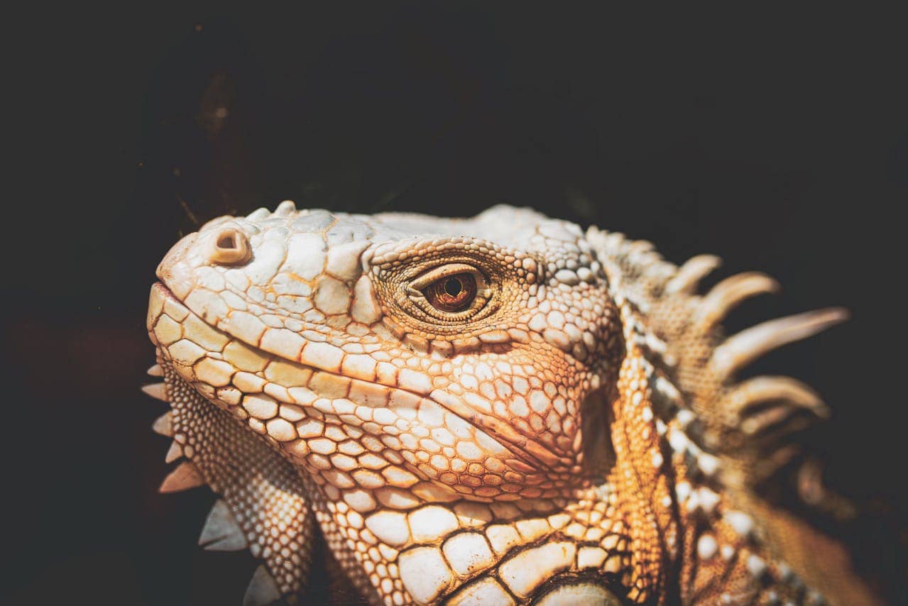 Gray iguana close up