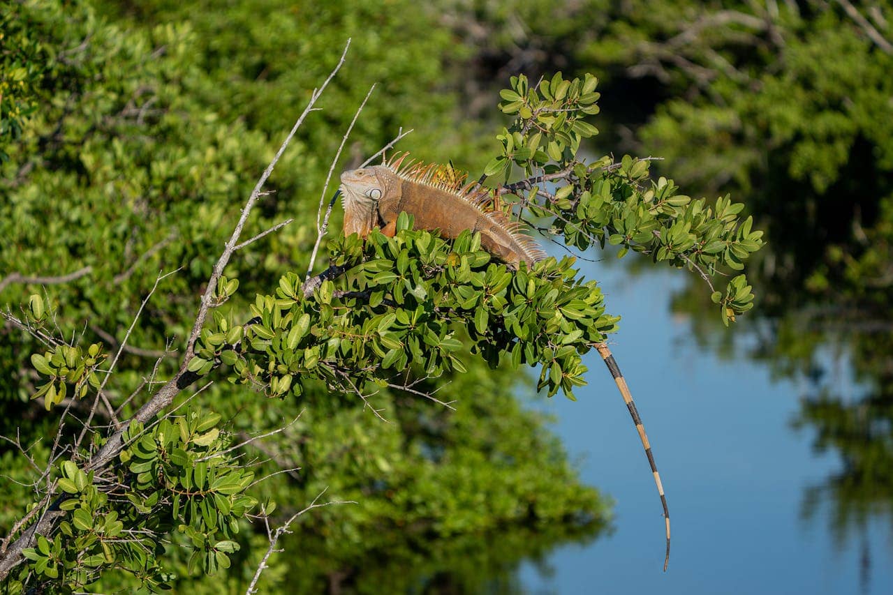 Orange iguana on sand