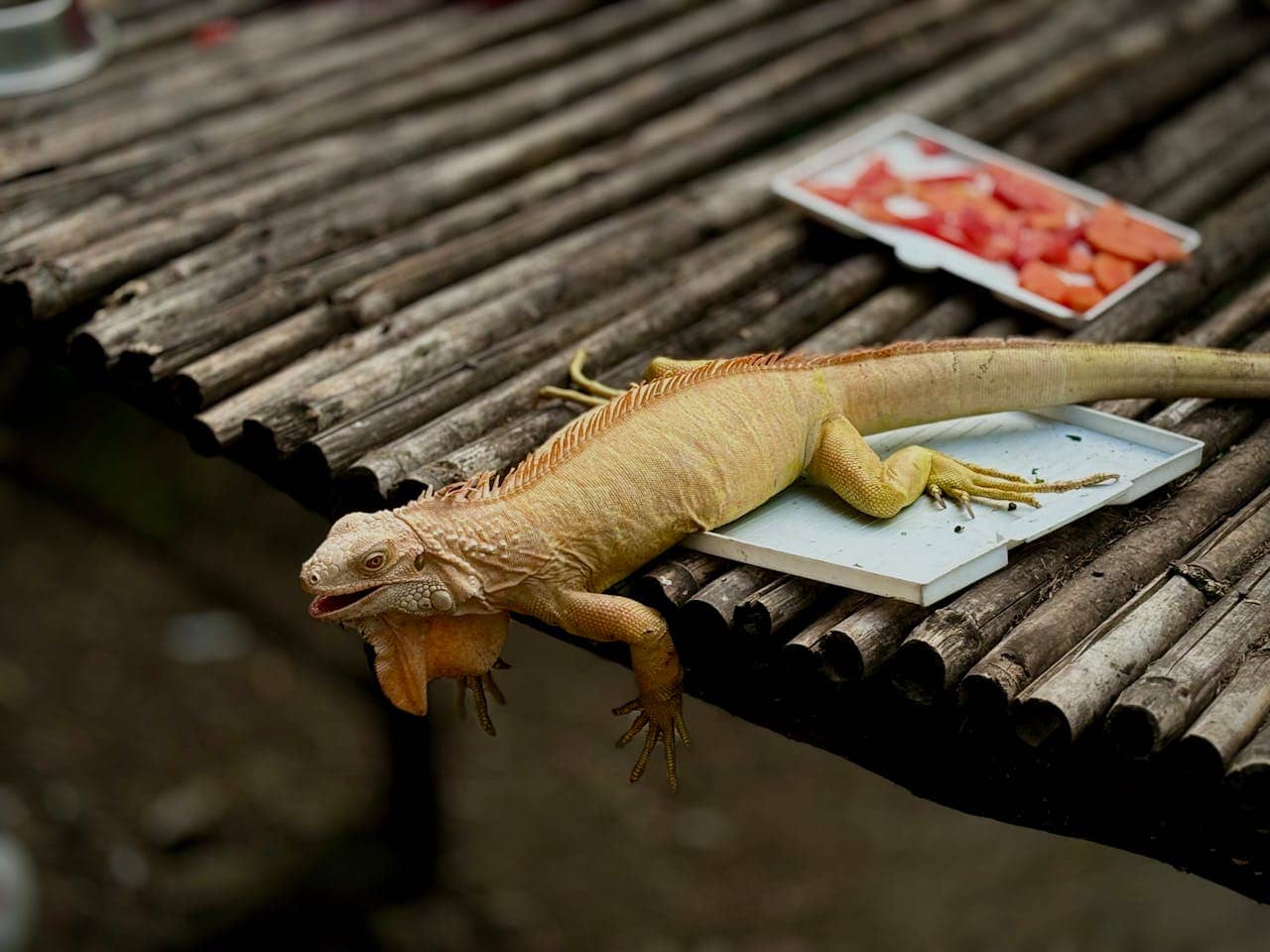 Ongoing iguana maintenance service