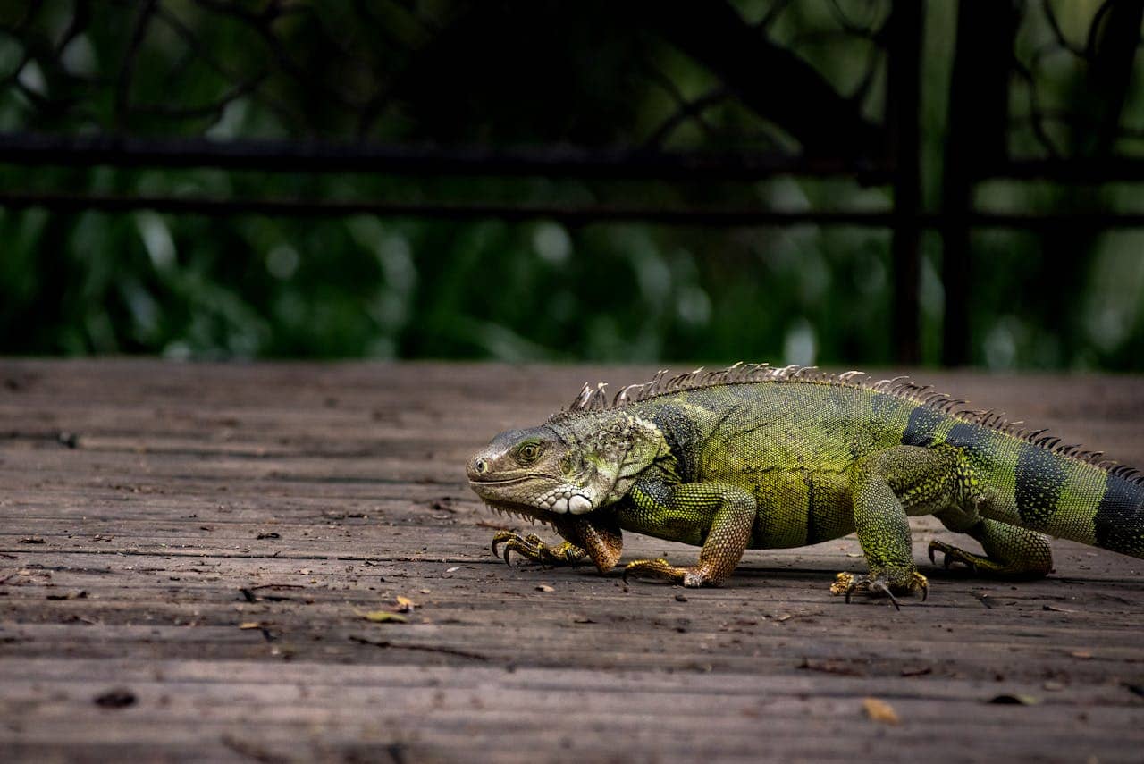 Green iguana in landscaping