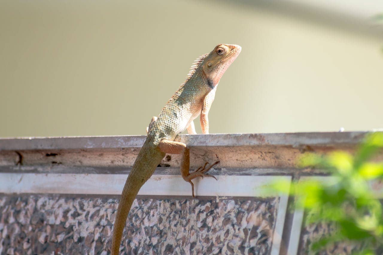 Iguana prevention services