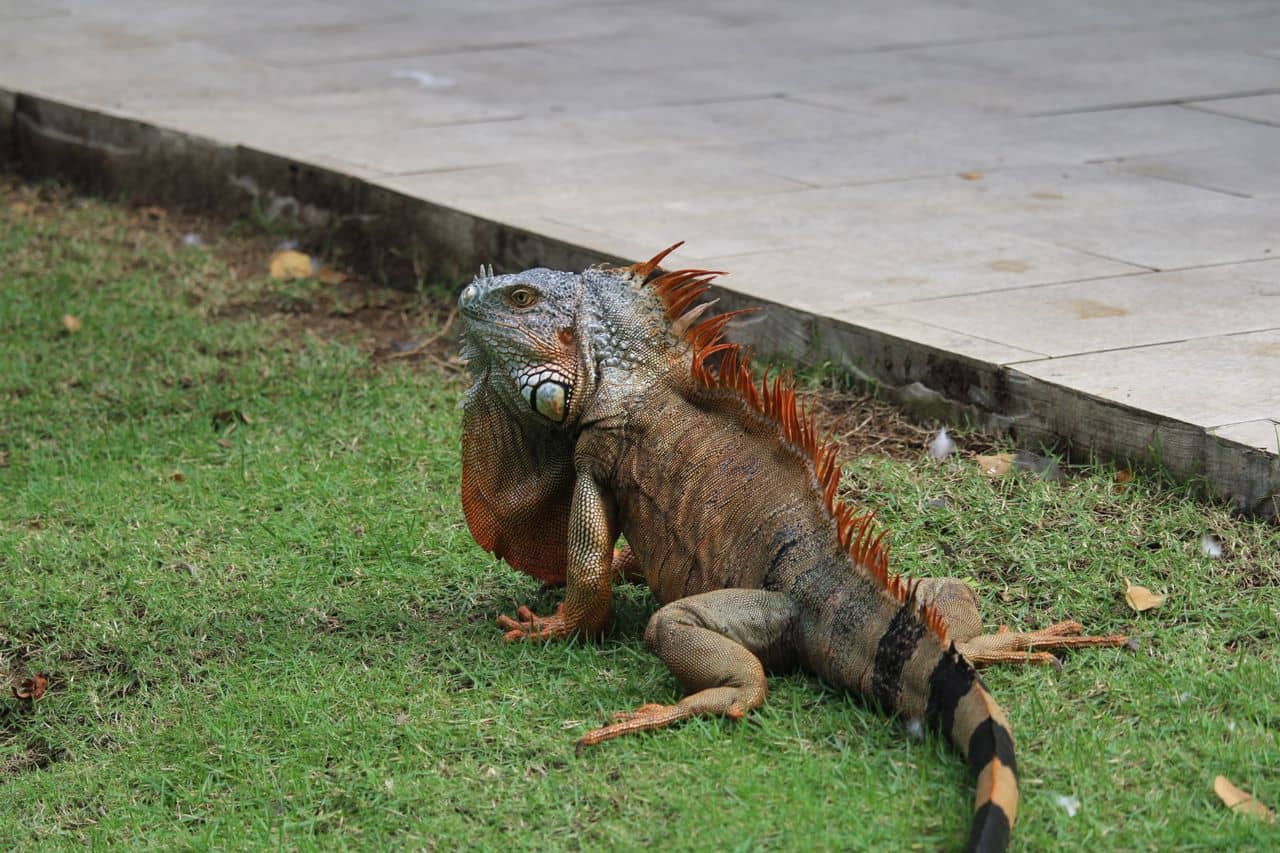 Orange iguana