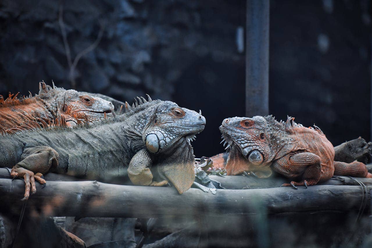 Iguana removal service