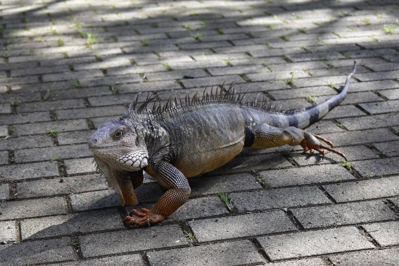 Iguana damage repair