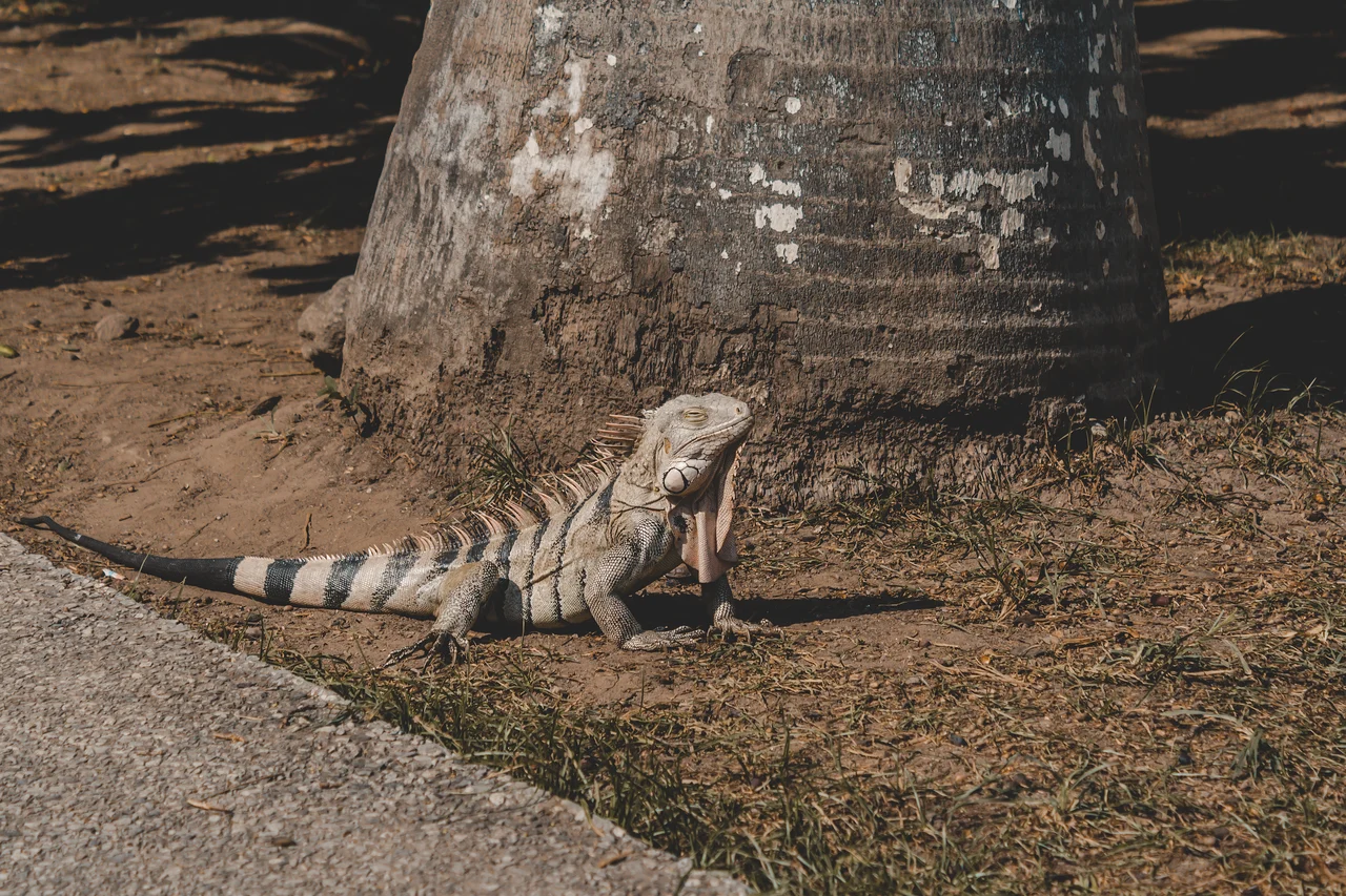 Gray iguana close up