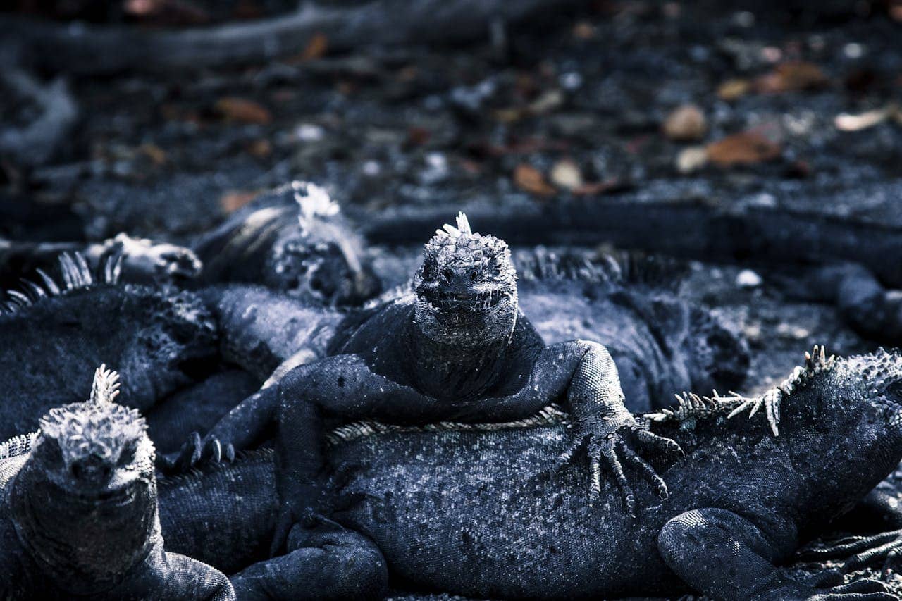 Iguana on sand near seawall