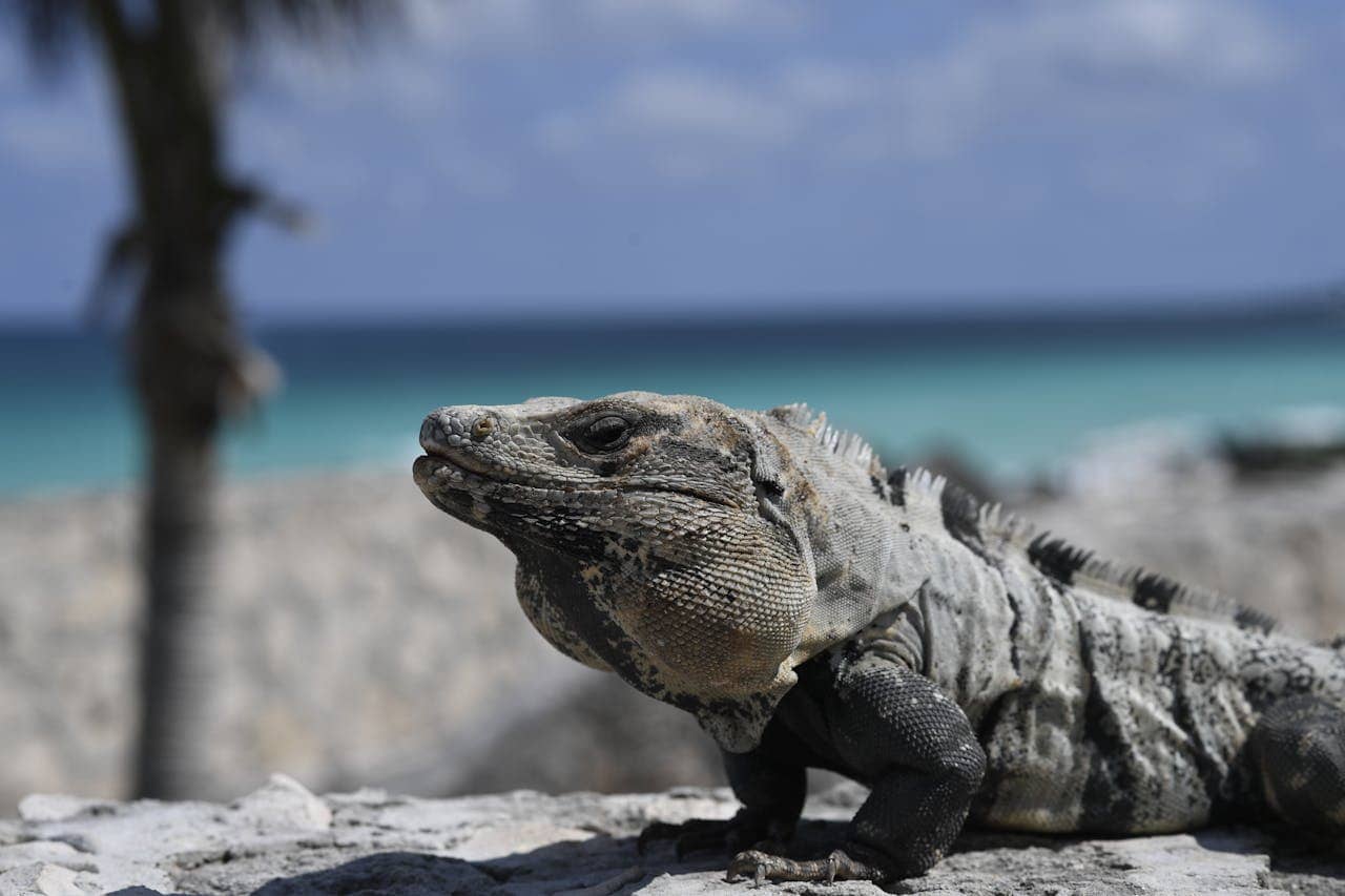 Iguana on a wall in South Florida